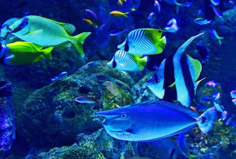 Acuario do Grove