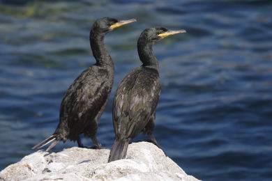 Fauna de las Islas Cíes