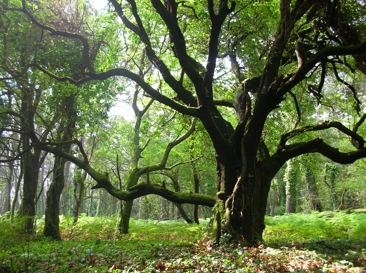 Bosque de laureles de Cortegada