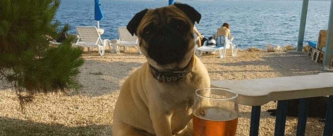 Terraza pet friendly